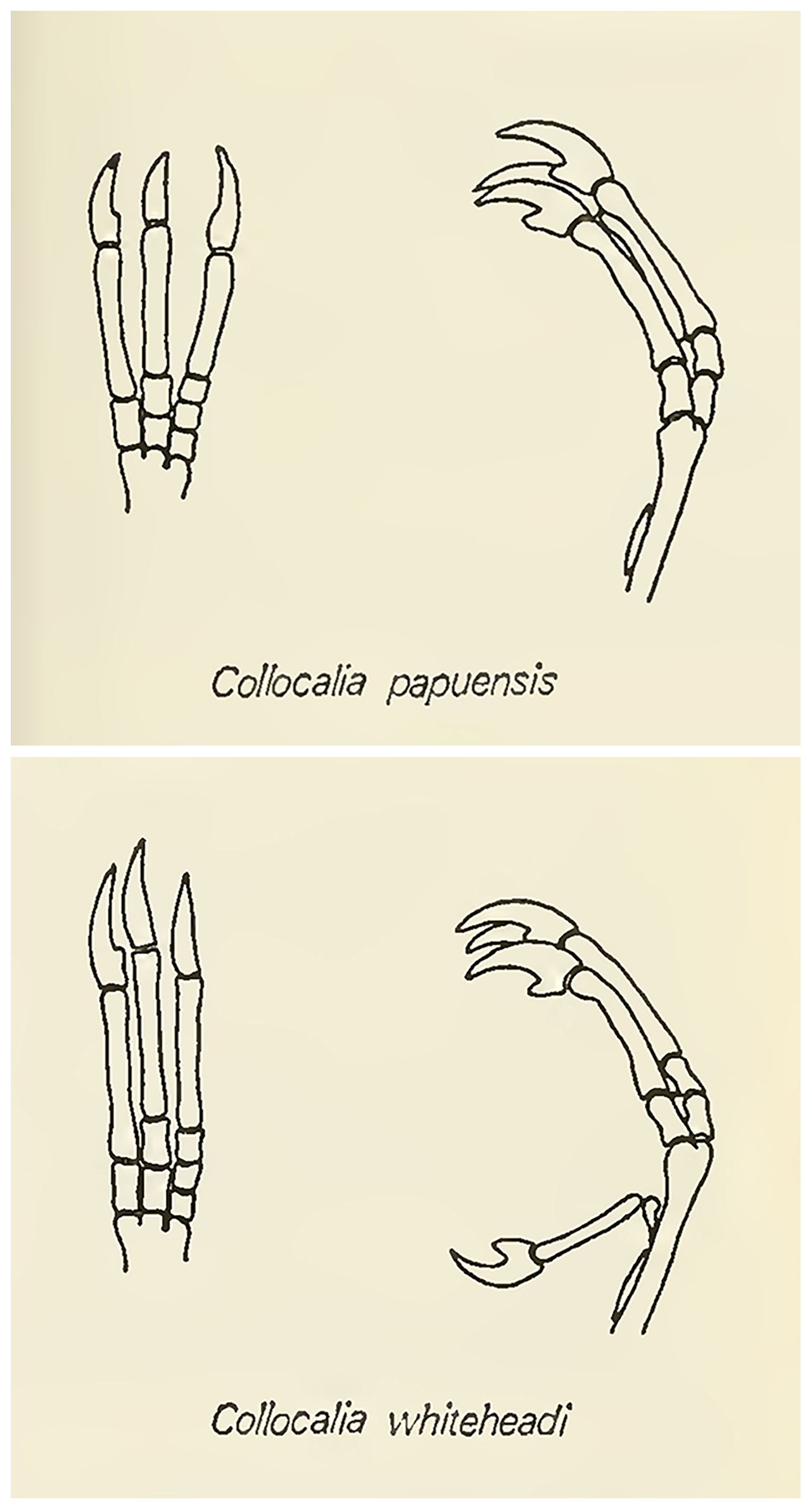 Collocalia papuensis