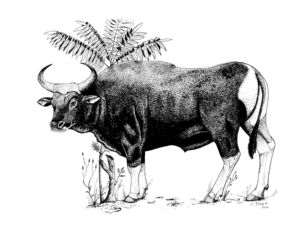 Banteng Jawa