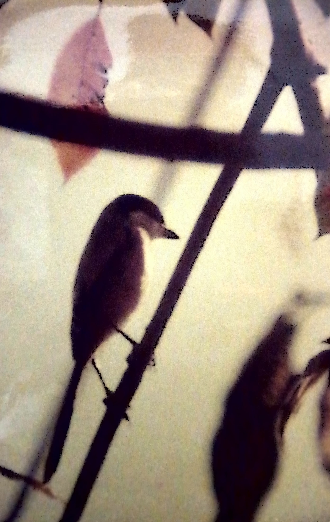 Burung di IPB