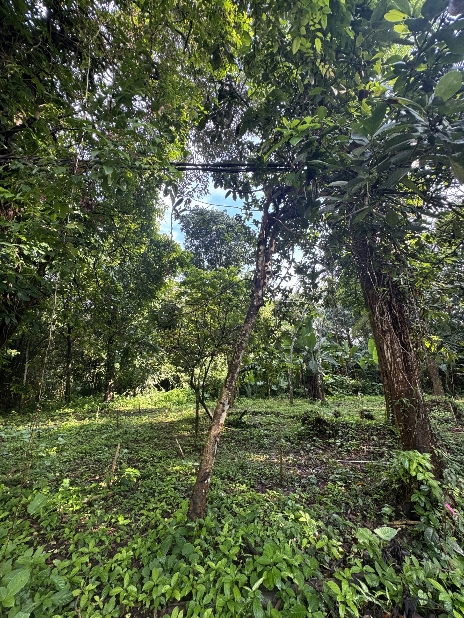 Pohon alpukat di belakang area museum