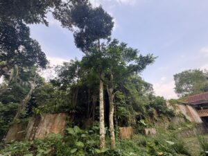 Pohon belimbing di belakang area museum