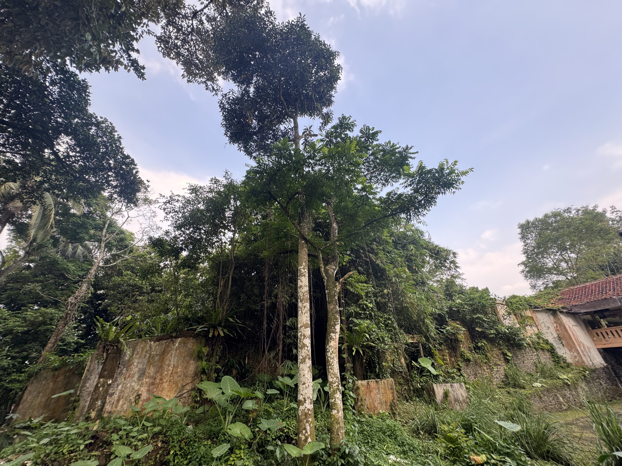 Pohon belimbing di belakang area museum