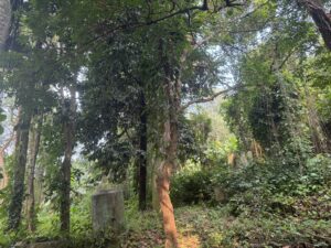 Pohon belimbing di belakang area museum