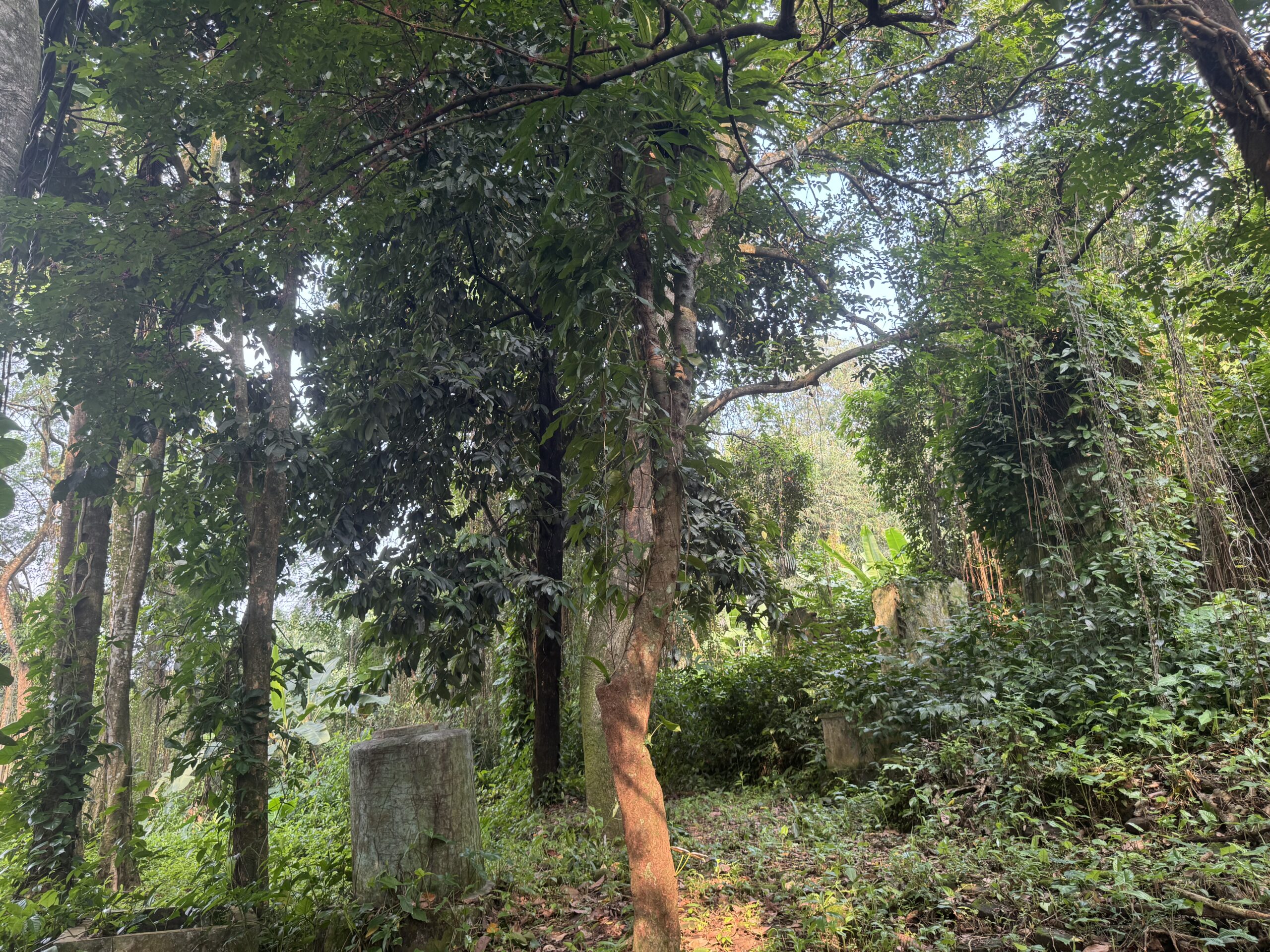 Pohon belimbing di belakang area museum